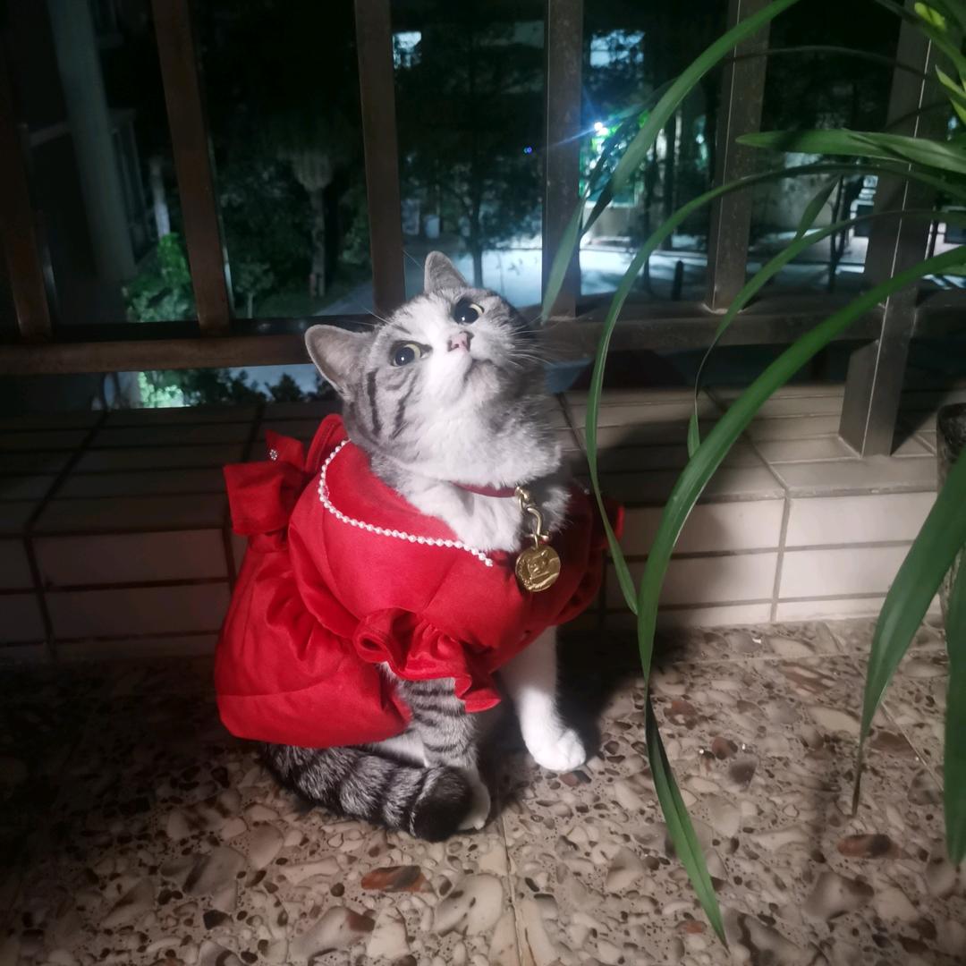 老梵高