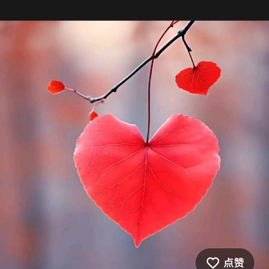 @勿忘我🌹🌹