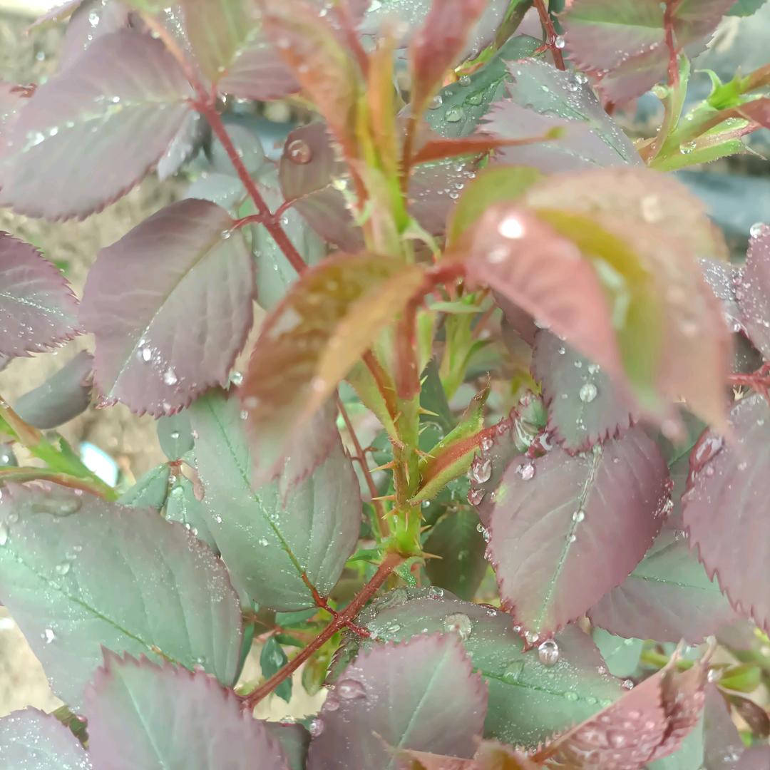一叶知秋