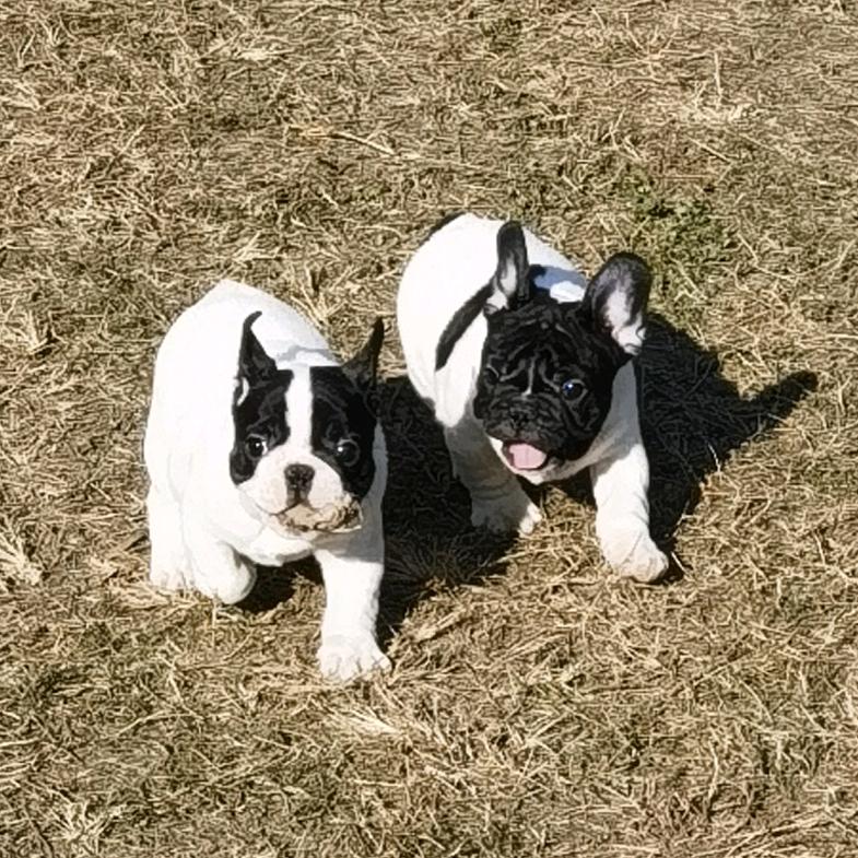 勾引法牛犬舍 西安包车旅游