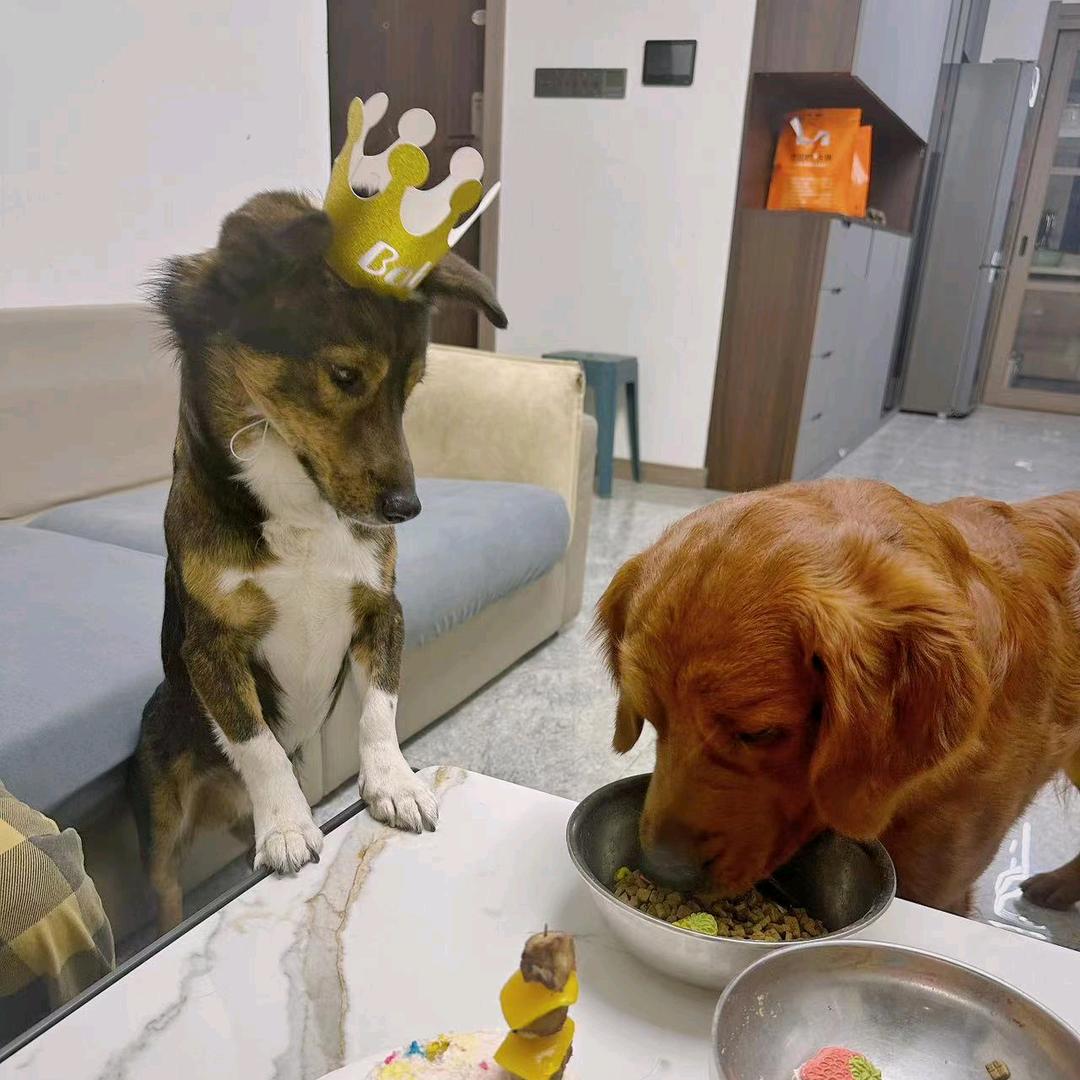 🐶圣诞六一是一对好兄弟🐶