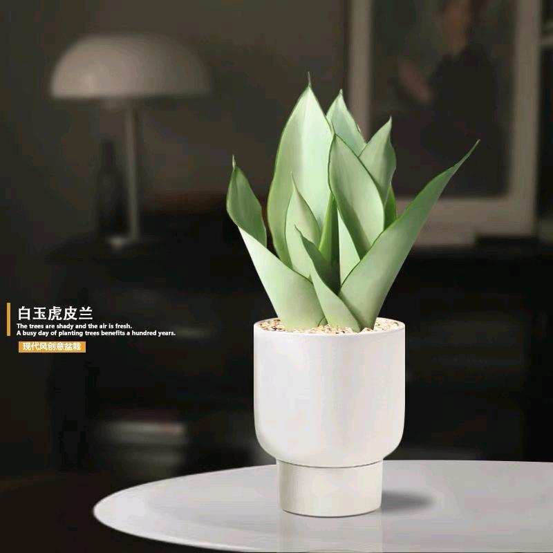 花信绿植汇