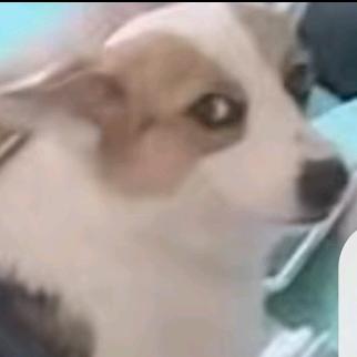 努比亚迪唐