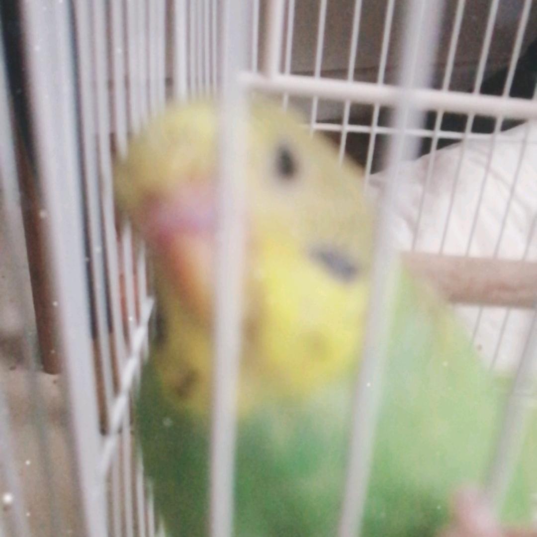 小小可爱鸟