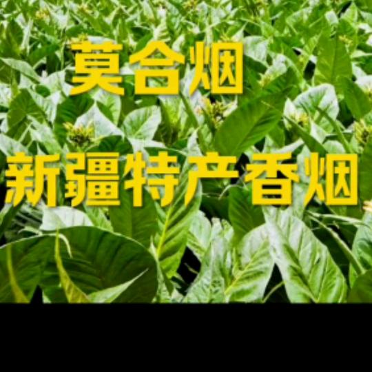 新疆特产伊犁莫合