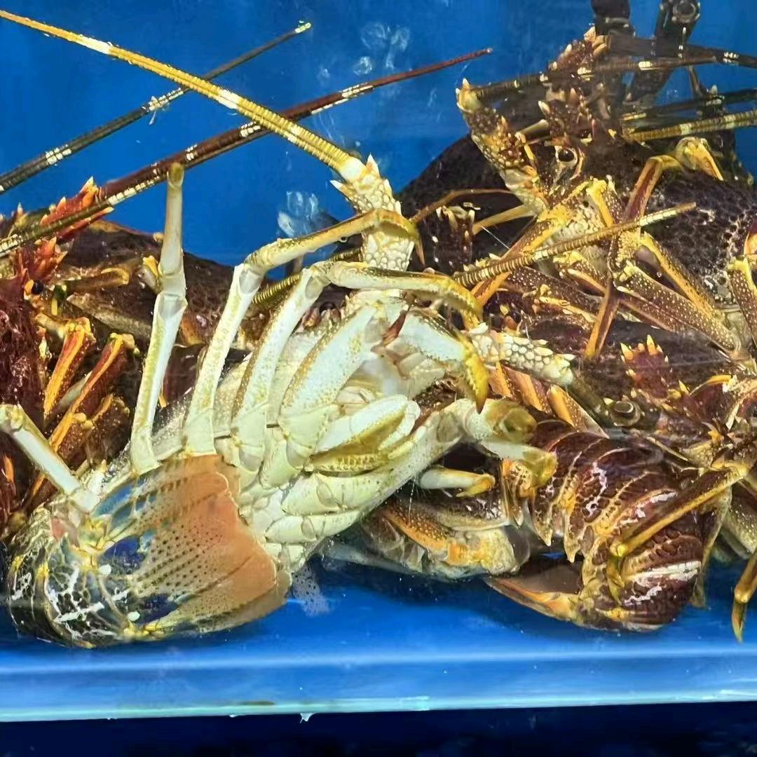鼓楼双汇海鲜批发3