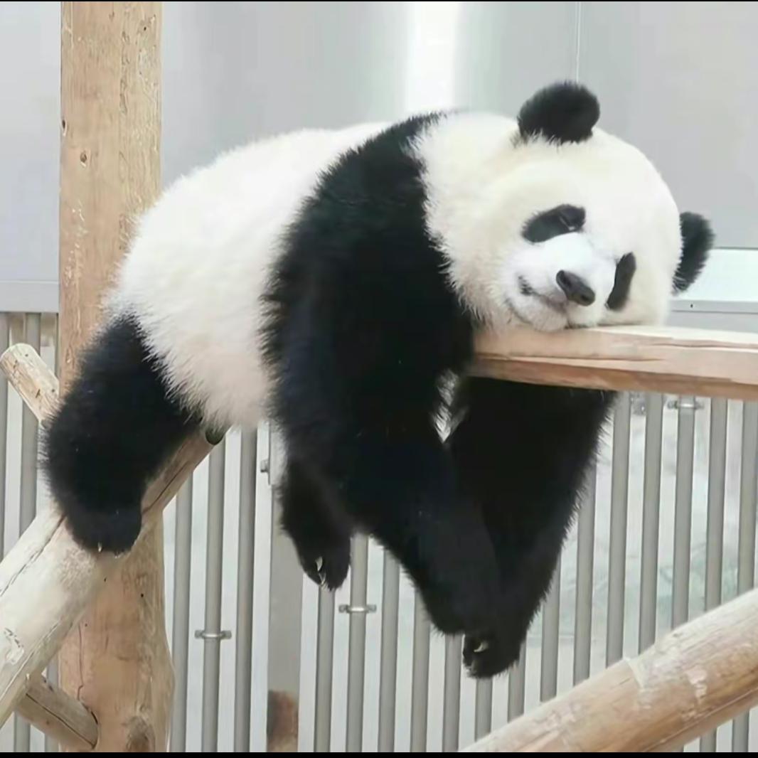 梅子青