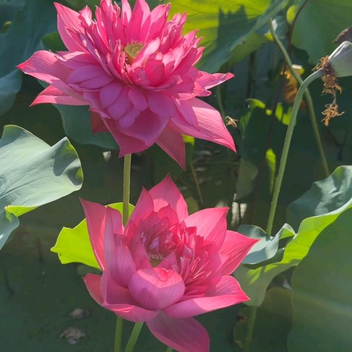 水芙蓉