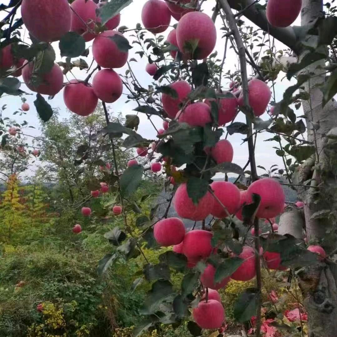 富县.红富士🍎🍎🍎