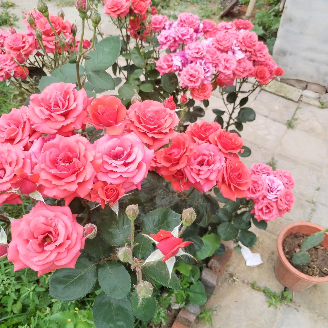 相伴🌹🌹🌹👌👌