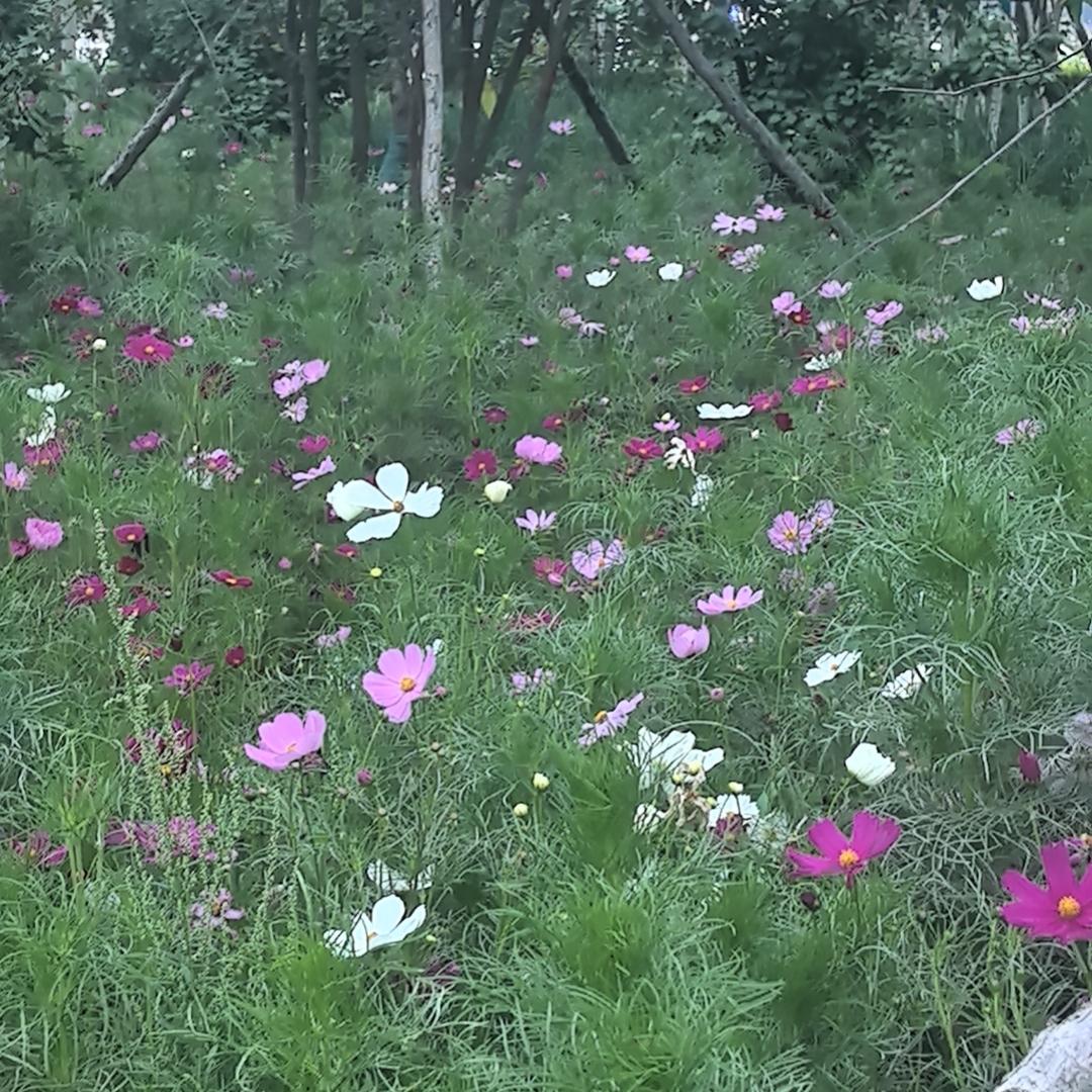 调笑风声