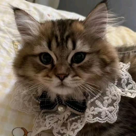 多(๑><๑）多🍡