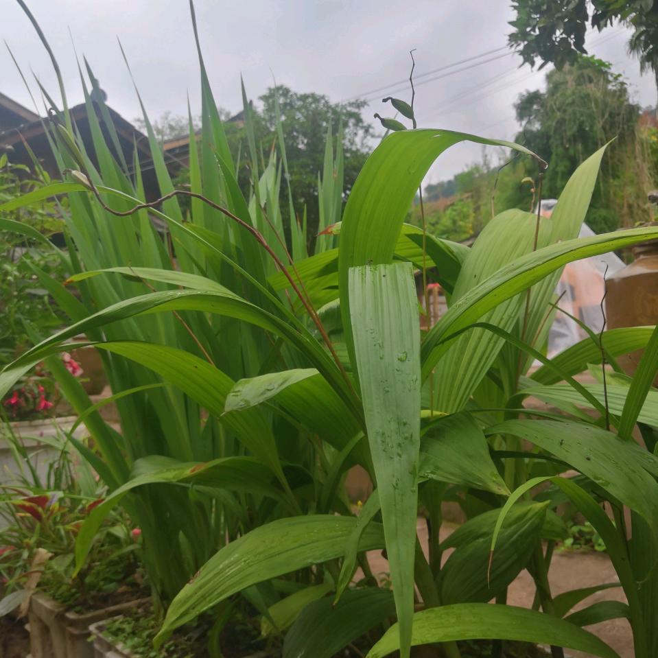 你是山上的树，我是树上的藤