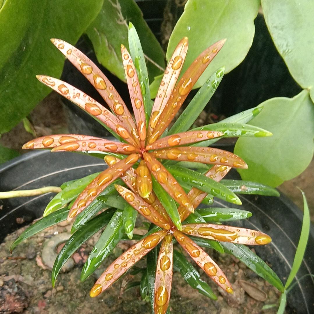 沙粒！