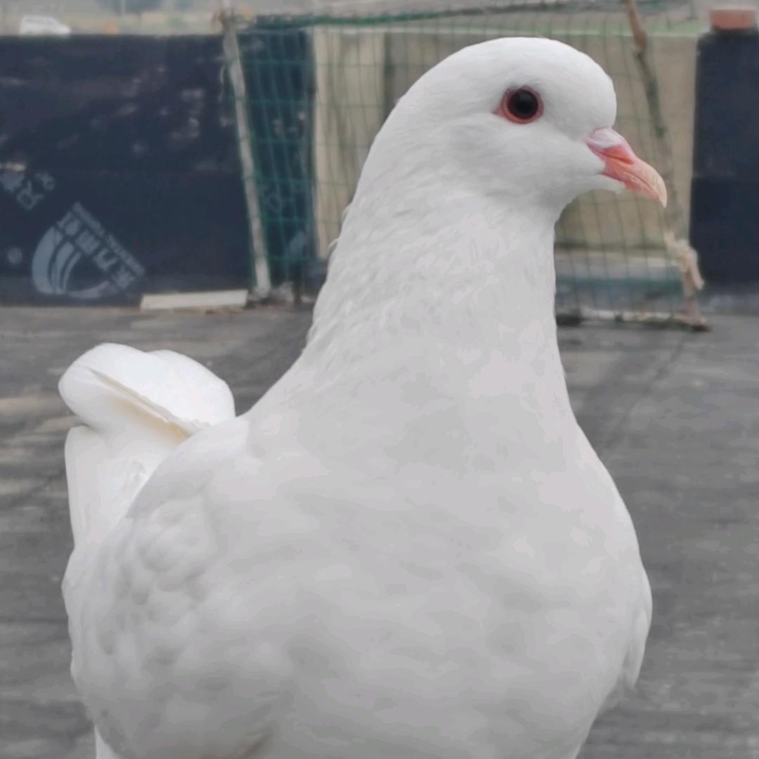 把vv感觉好贵🐖