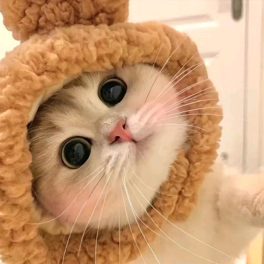 呆呆狗子