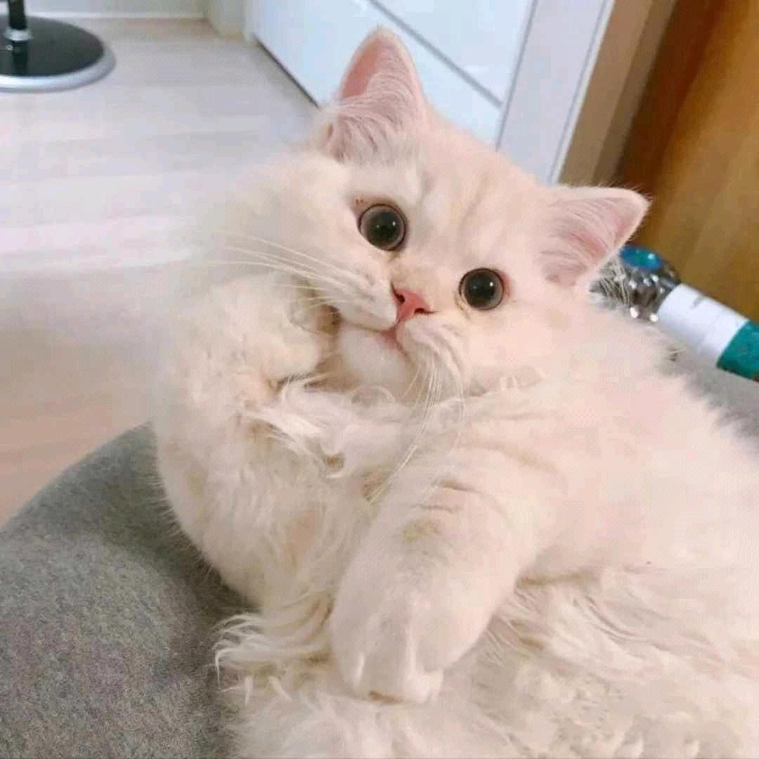 小白追剧