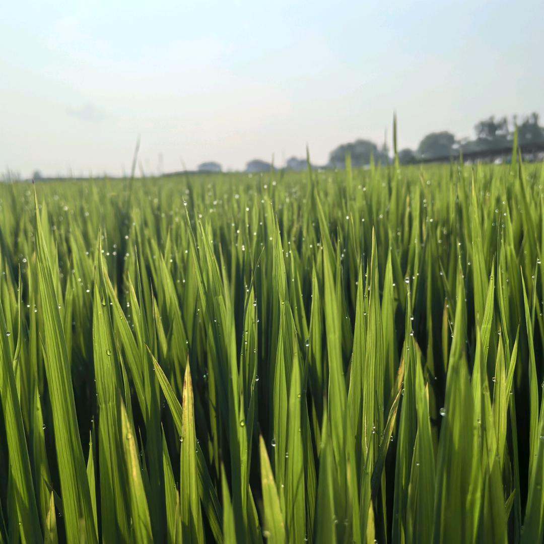 胖墩爱吃大米饭🌾