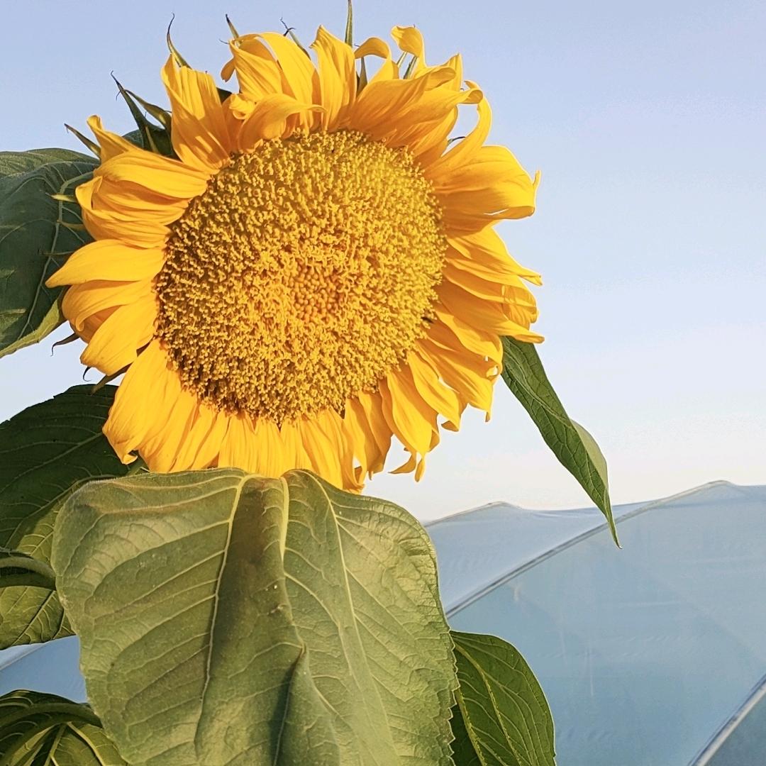 夏乐西瓜种植户⭐️满天星⭐️