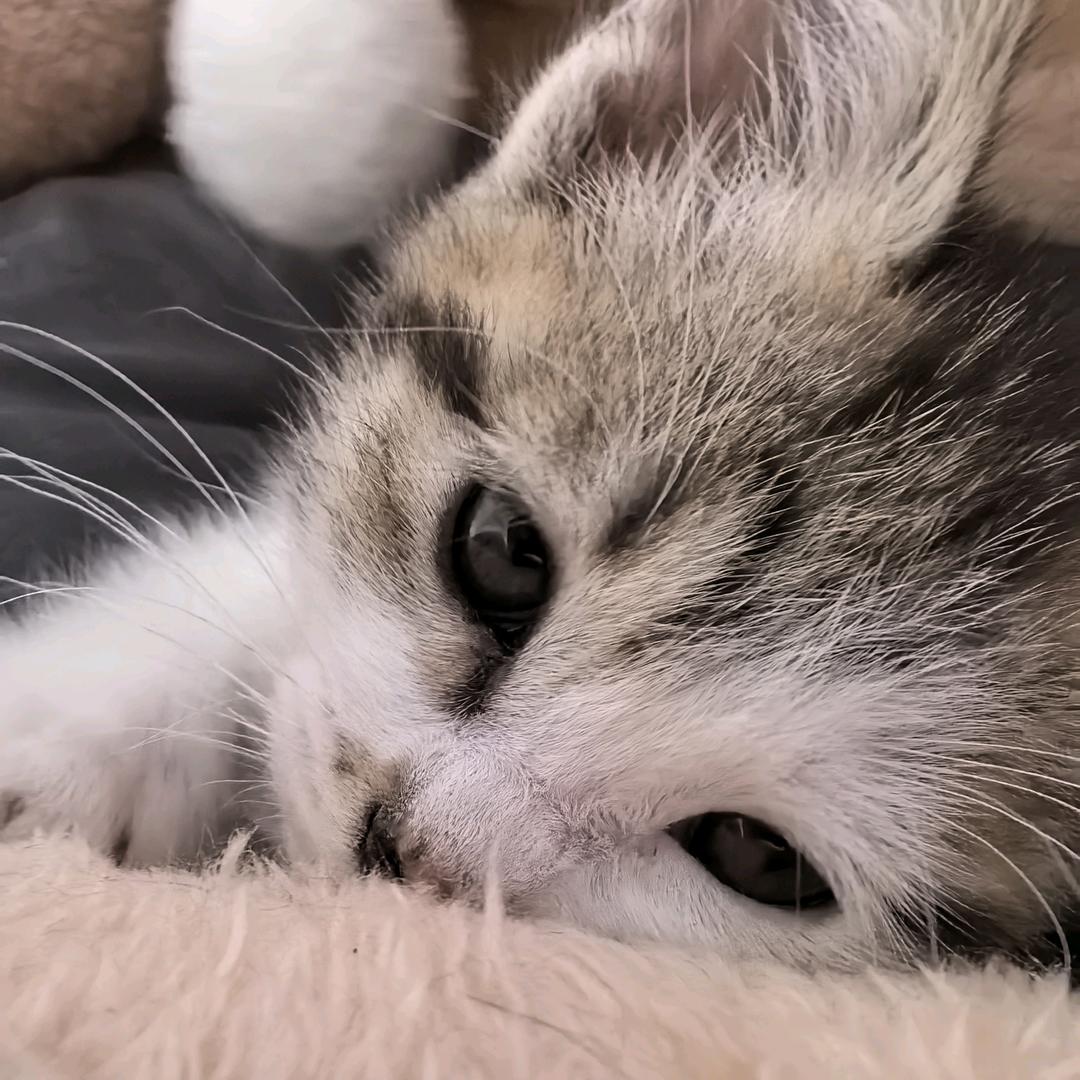 小猫王呦呦