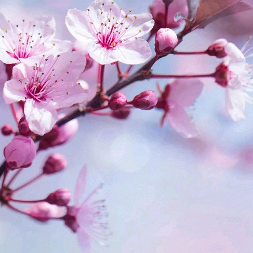 @知足常乐（不回就是已上限明天一定）
