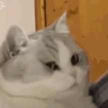 爱睡觉