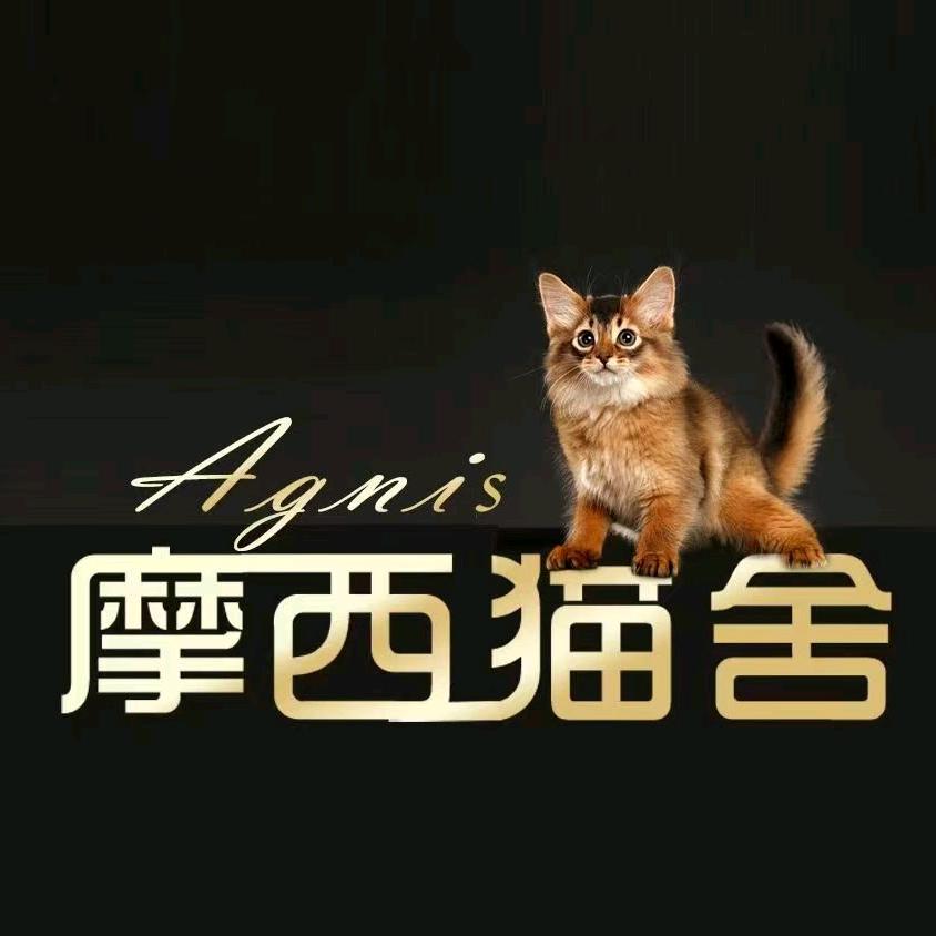 阿比索马里摩西国际名猫