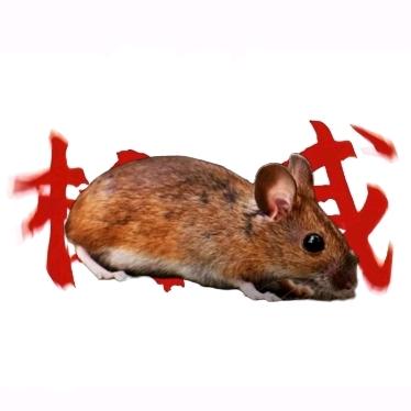 耗子大王