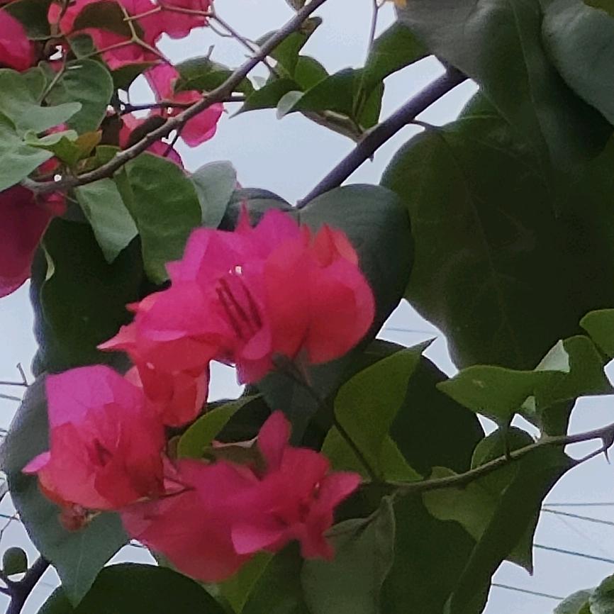 璞玉
