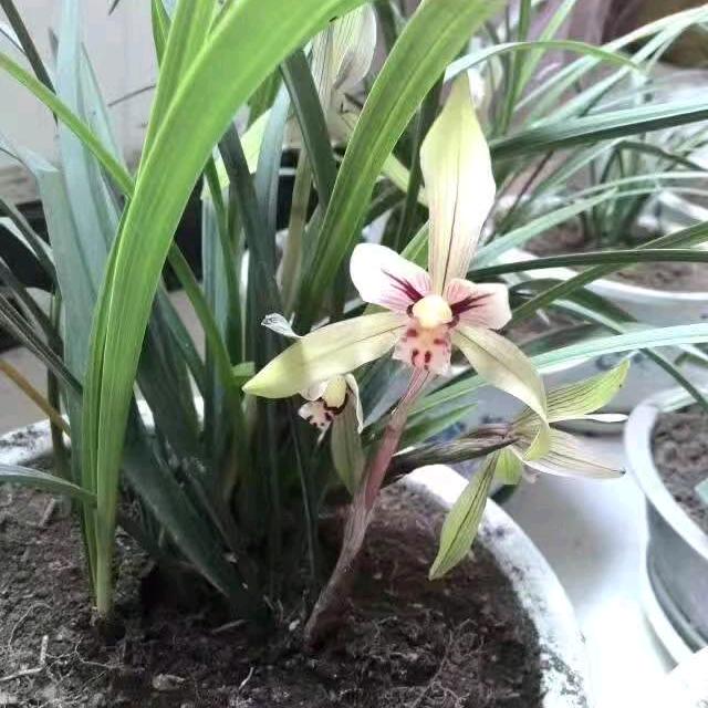 轮椅周光秀下午五点开播