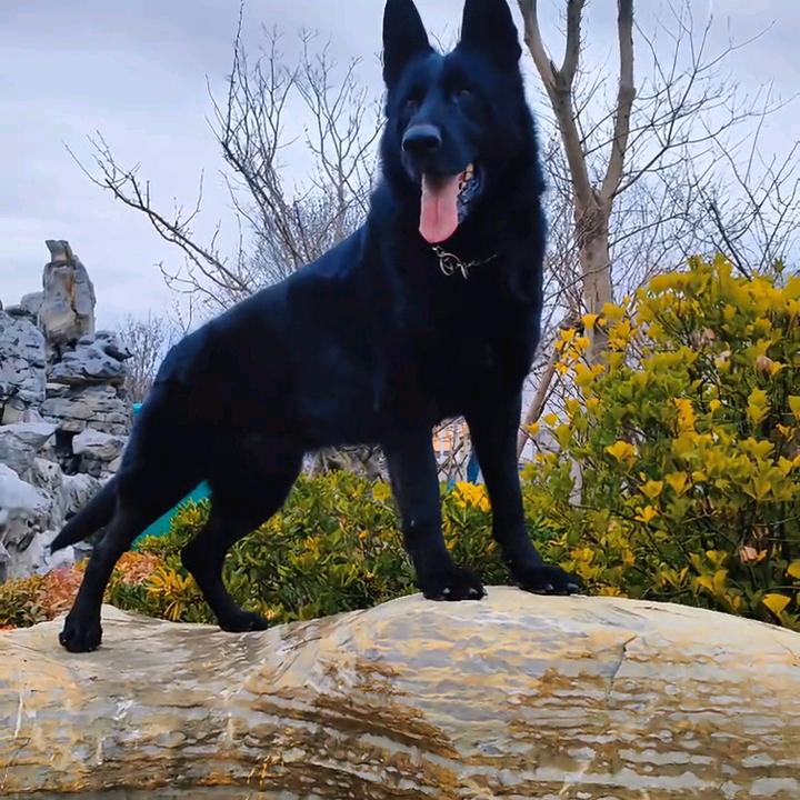 东德牧羊犬爱好者