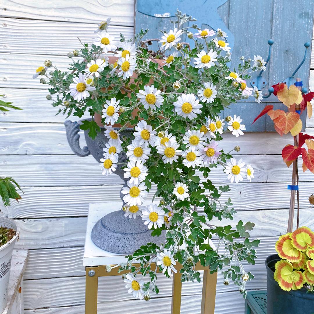 小鹿花园植物店