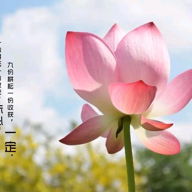 百花盛开
