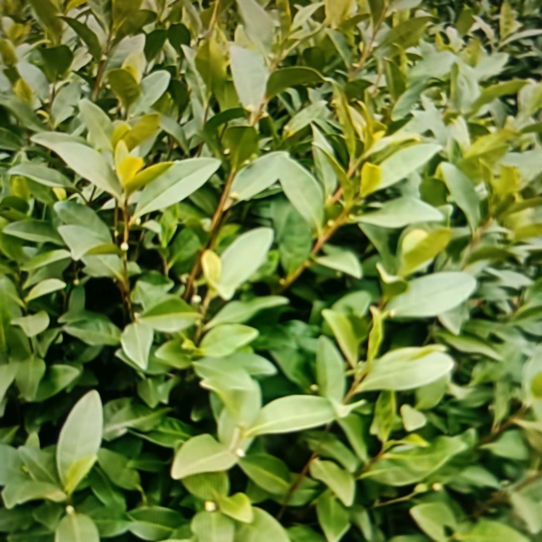 安吉白茶产地