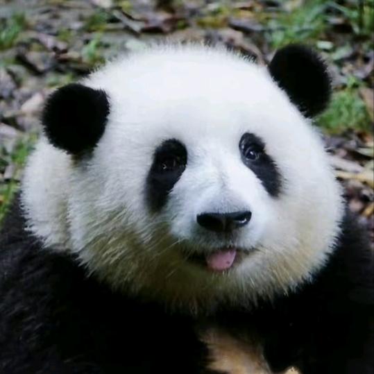 小皮