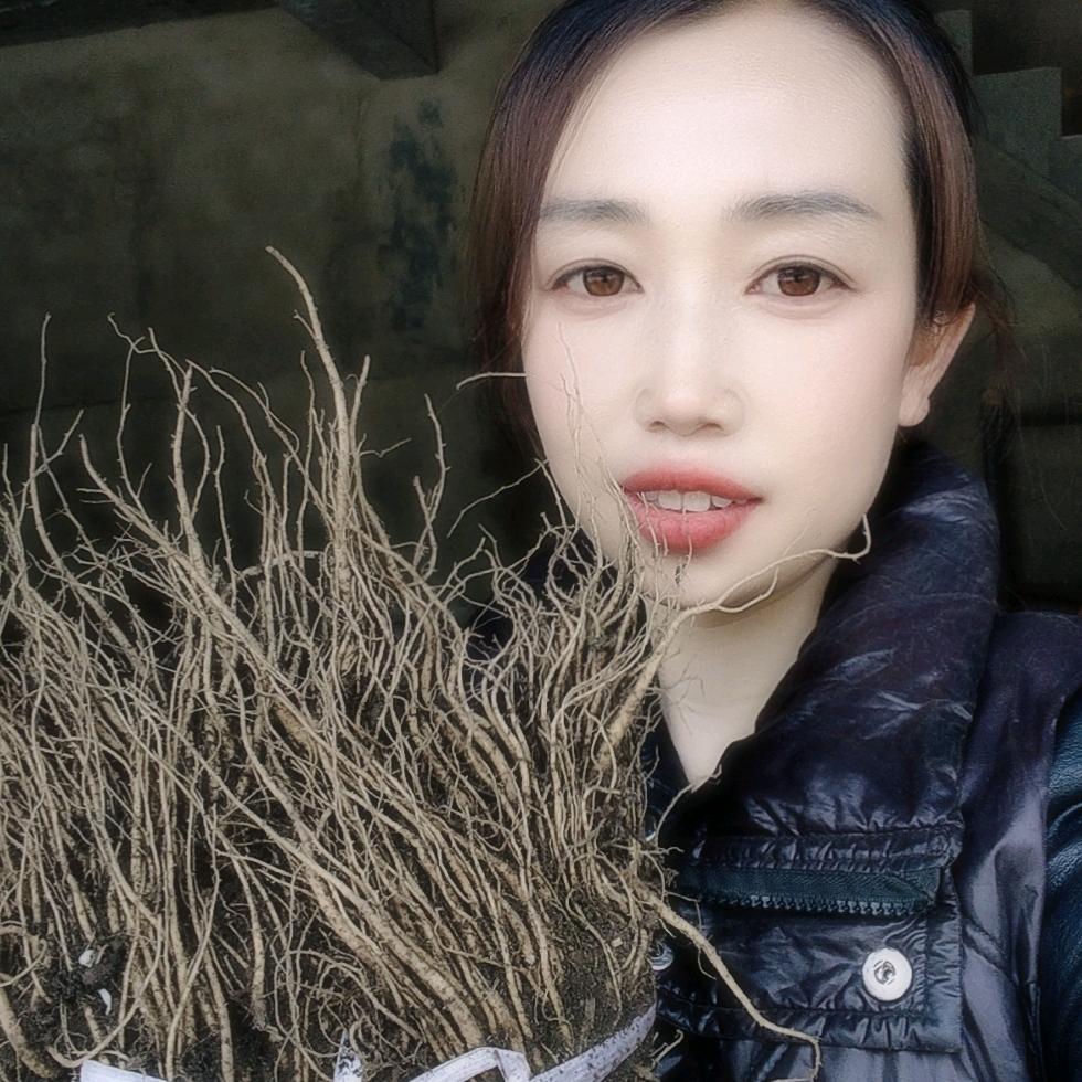 小徐《当归苗种植户》