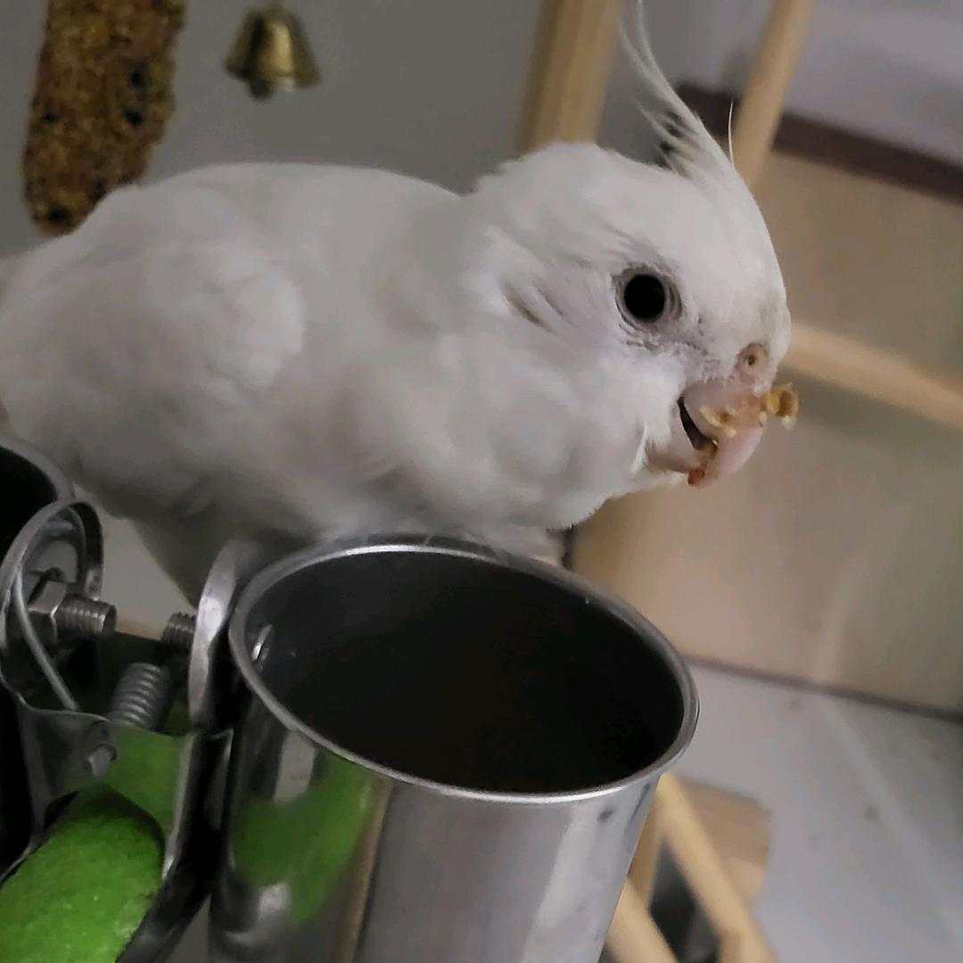 王小黑