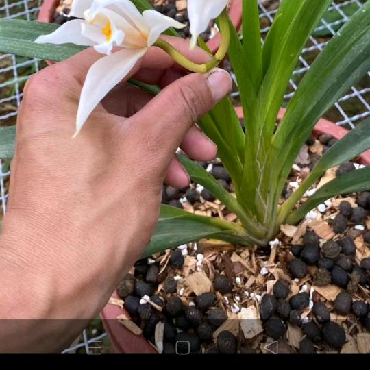 名花有主