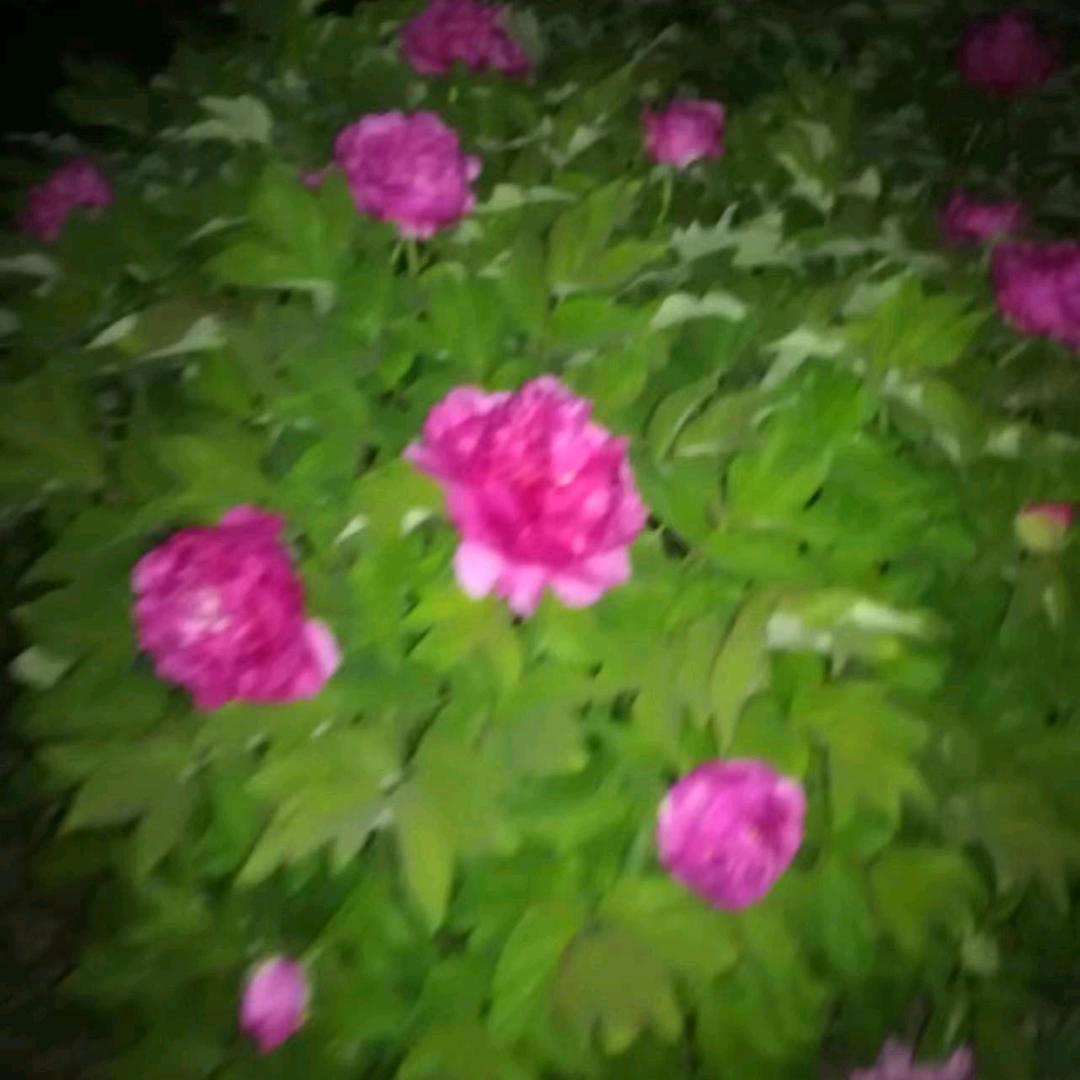 🌸花开🌸花落🌸