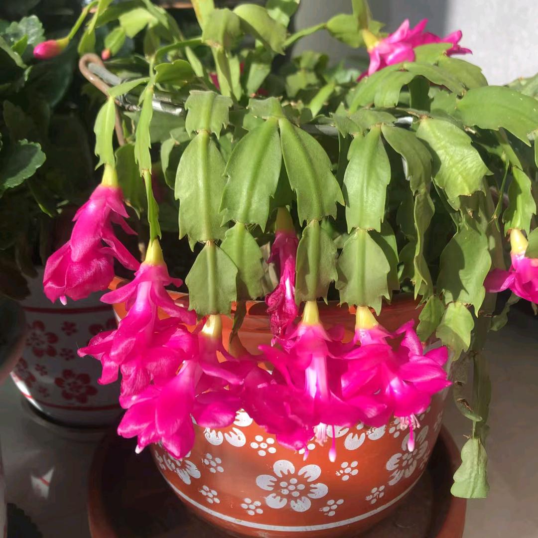 好人一生平安🌹🌹🌹🌹🌹🌹👍