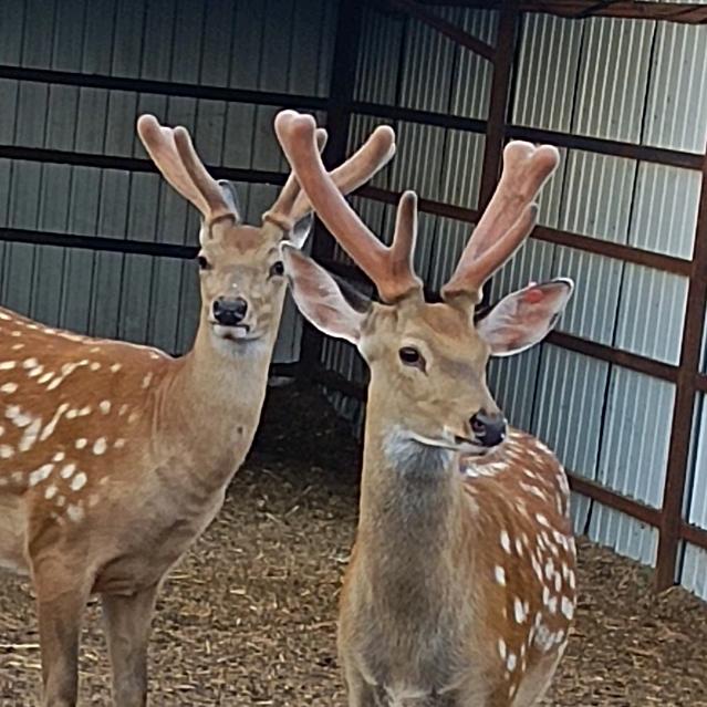 东北腾辉梅花鹿养殖