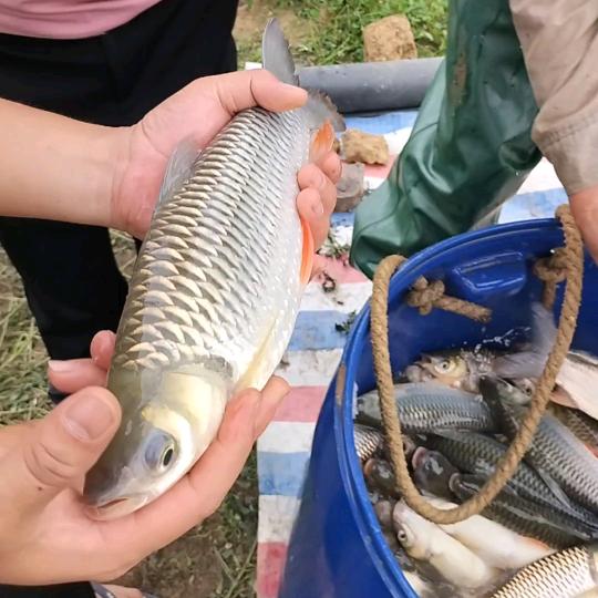 广盛源黄氏水产