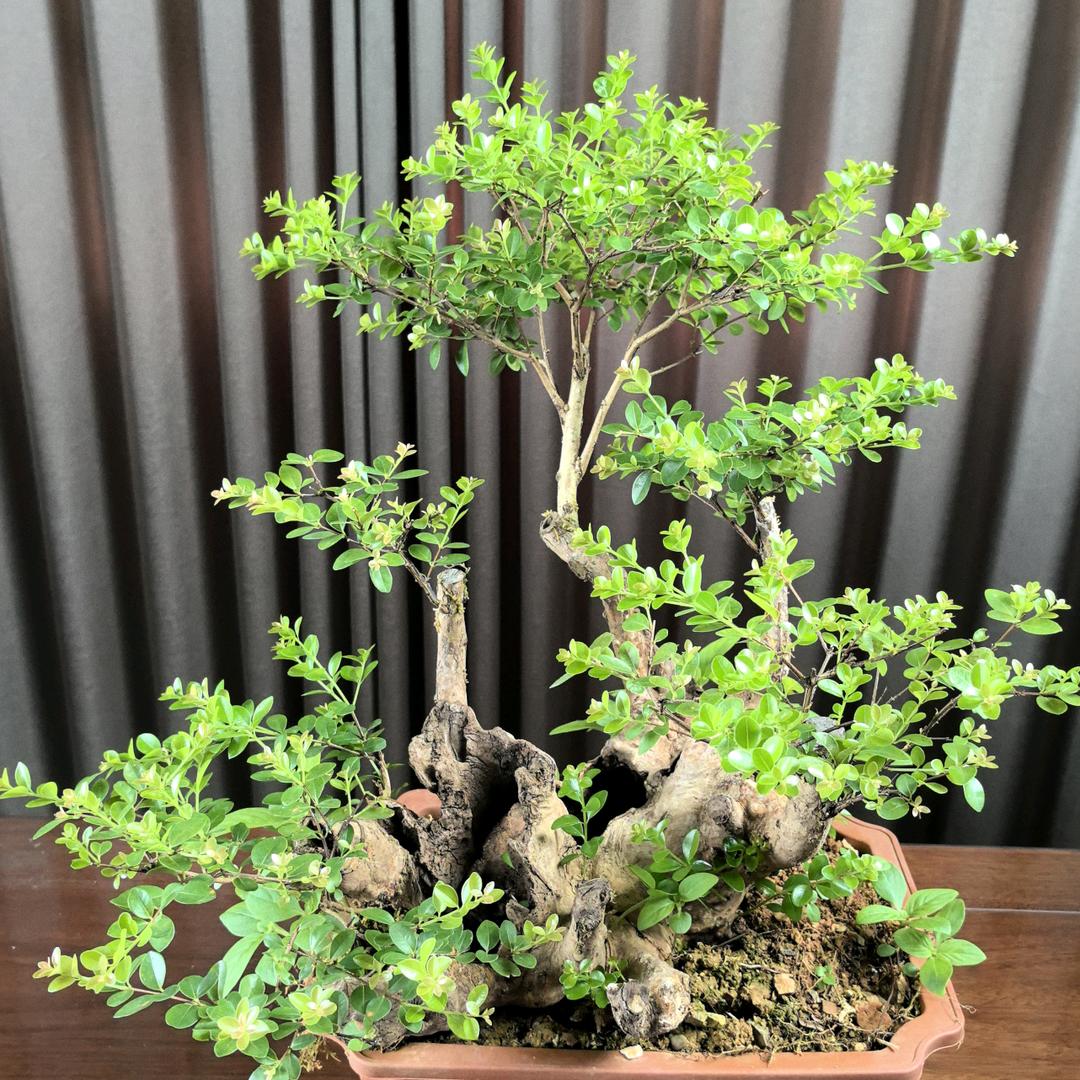 小熊园艺1