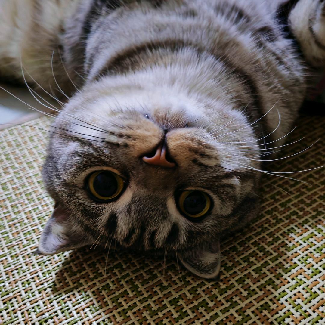 小宝汤圆和屁屁