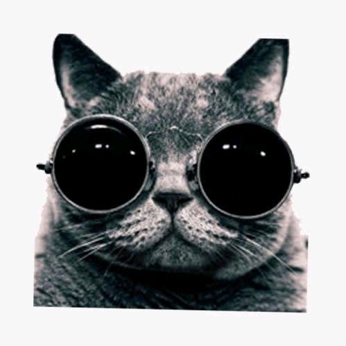 酷酷的猫