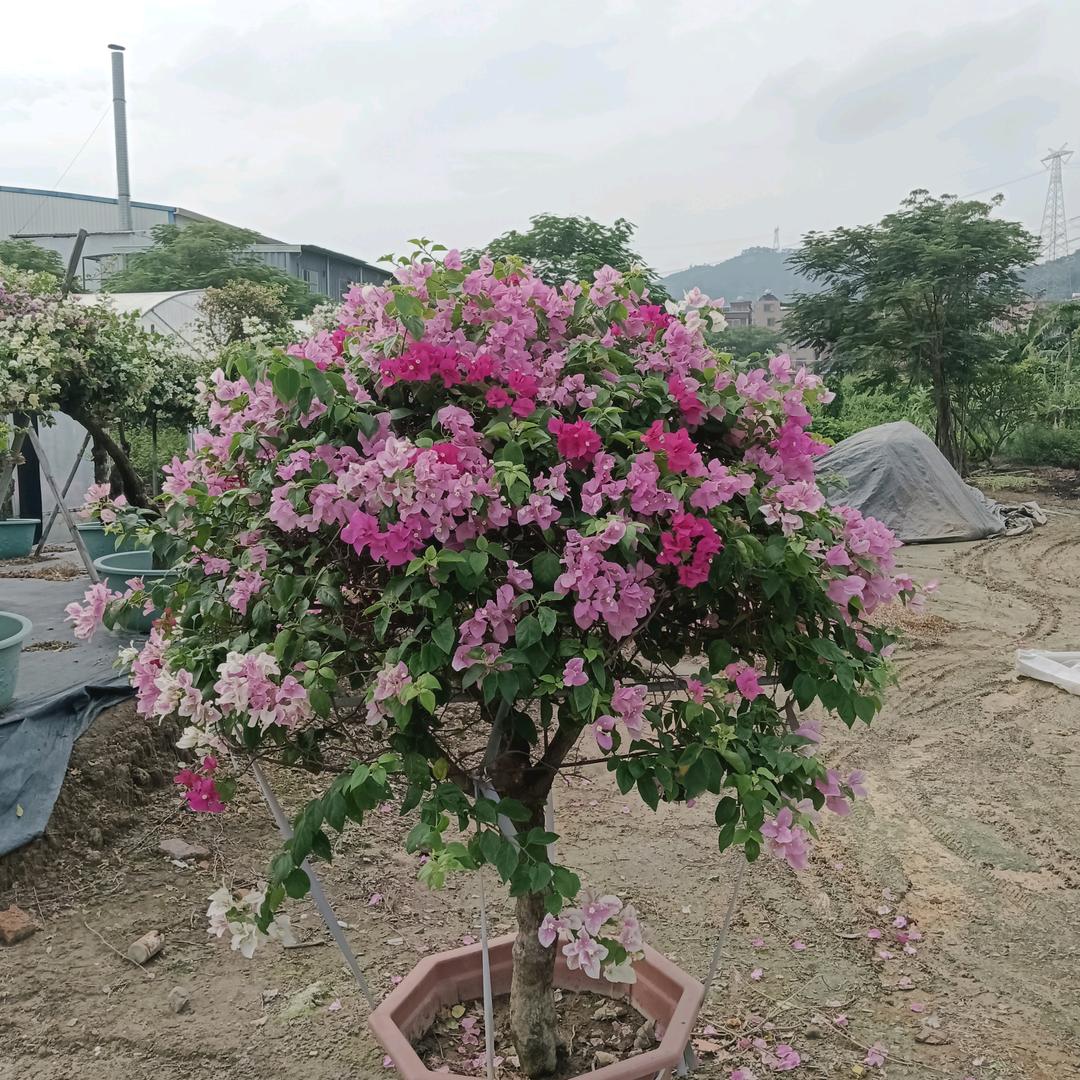 百年好合