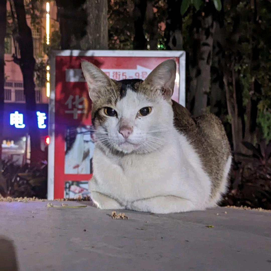 猫