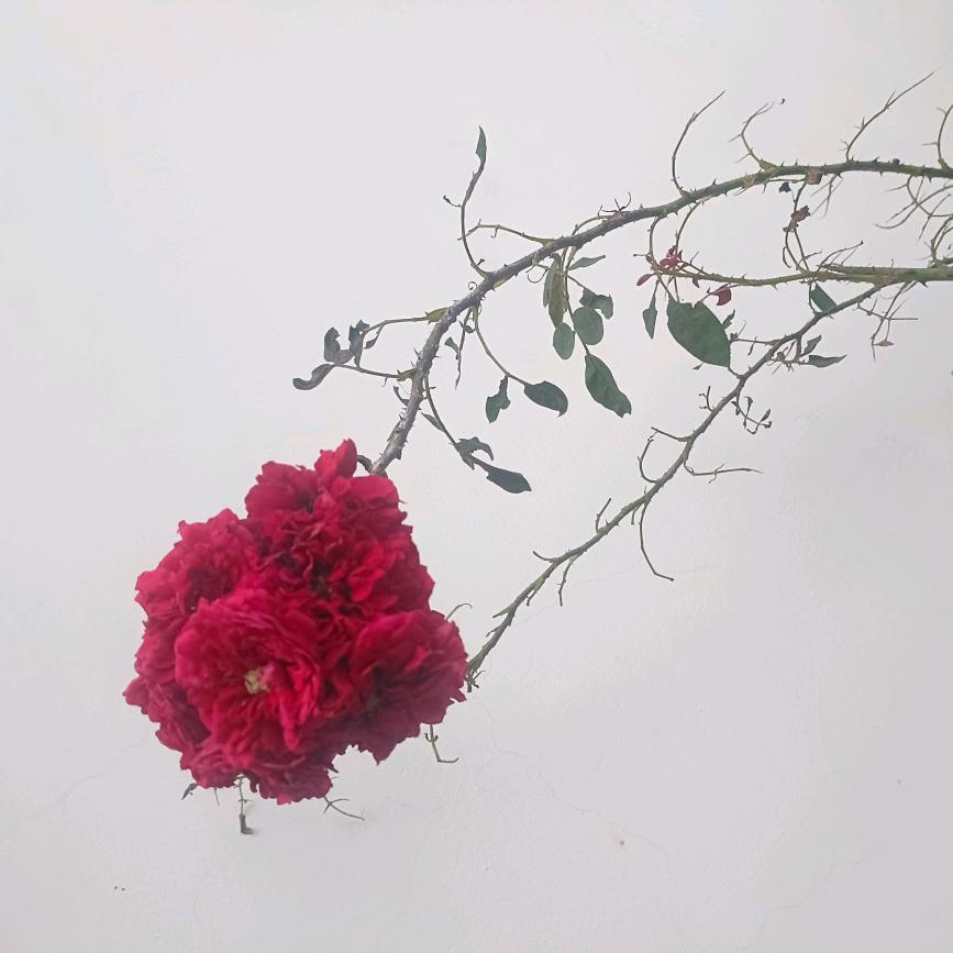 雪莲果