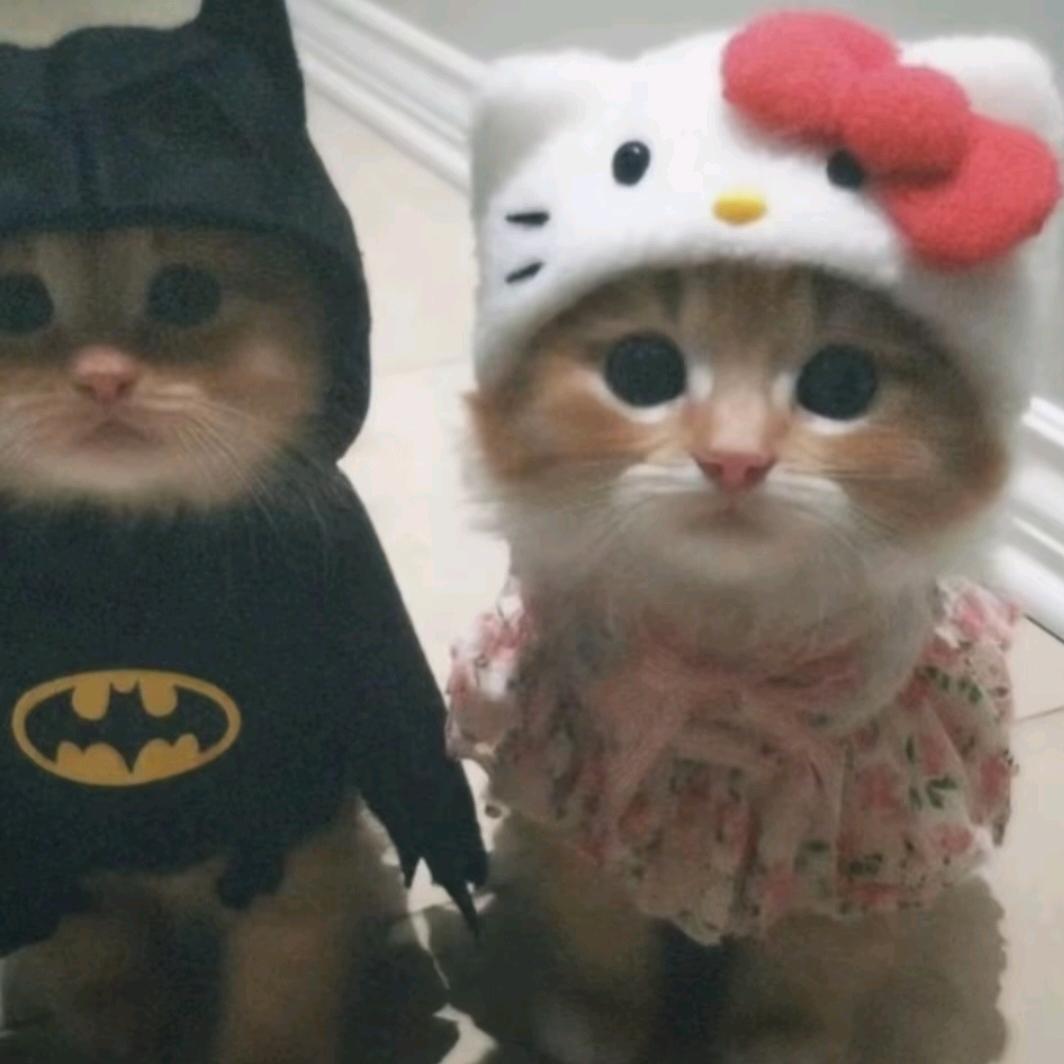 糕冷Kt小猫.