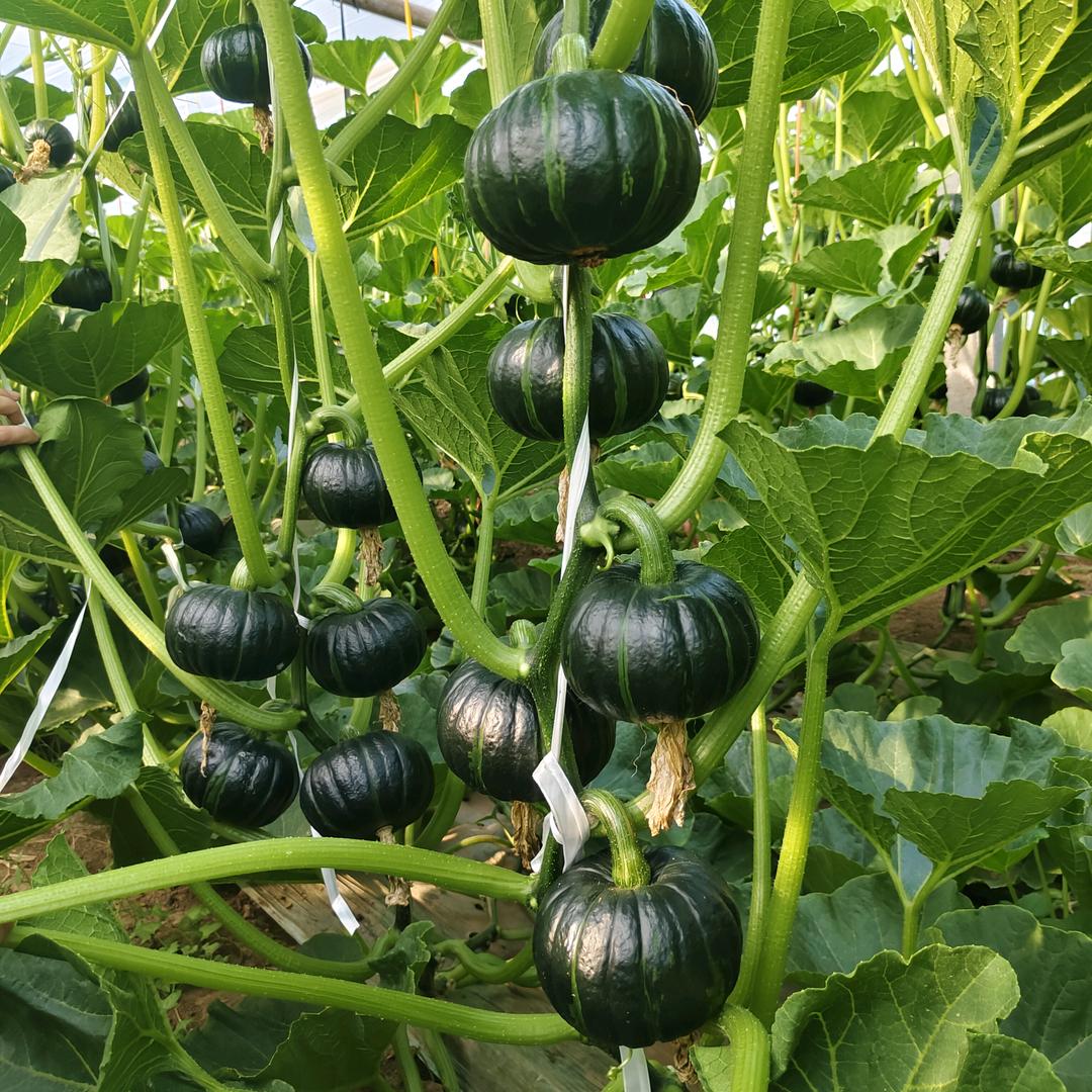 收南瓜的小姐姐，供种回收。